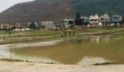 Bà con nông dân xã Hoằng Xuân tập trung cho công tác chăm sóc cây trồng vụ chiêm xuân 2020 sau những ngày vui xuân đón tết Nguyên đán Canh Tý.