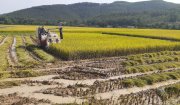Với 8 máy gặt đập liên hoàn, tập trung thu hoạch nhanh gọn, đến ngày 25/5, Hoằng Xuân đã thu hoạch đạt 100% diện tích lúa chiêmxuân.