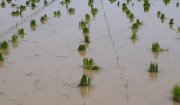 Bà con nhân dân trong xã tranh thủ thời tiết ra quân xuống đồng cấy