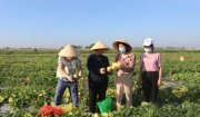 HỘI LHPN HUYỆN HOẰNG HÓA: DẤU ẤN MỘT NHIỆM KỲ