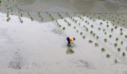 HOẰNG HOÁ – PHẤN ĐẤU GIEO CẤY HẾT DIỆN TÍCH LÚA VỤ CHIÊM XUÂN XONG TRƯỚC NGÀY 20/2/2022
