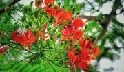 Mùa phượng vĩ và những tháng 5 không trở lại