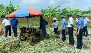 HOẰNG XUÂN – THU HOẠCH CÂY GAI XANH NGUYÊN LIỆU.