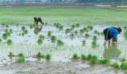 HOẰNG HOÁ – ĐÃ GIEO TRỒNG 8.520 HA CÂY TRỒNG VỤ CHIÊM XUÂN CÁC LOẠI.