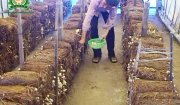 Biến rơm rạ thành tài nguyên, góp phần bảo vệ môi trường