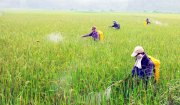 Ngộ độc thuốc trừ sâu và cách phòng chống