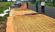 Hoằng Xuân – xử lý nghiêm các trường hợp phơi lúa trên đường giao thông