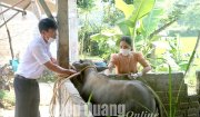 Bài tuyên truyền tiêm phòng cho đàn gia súc – gia cầm đợt 2 năm 2024 và một số quy định sử phạt vi phạm trong luật Thú y