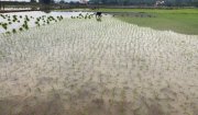 Một số biện pháp phòng, chống rét đậm, rét hại trên cây lúa vụ Xuân