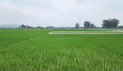 Hoằng Xuân chủ động phòng trừ chuột, bảo vệ mùa màng